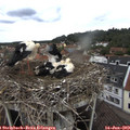 11_00-nest.jpg