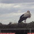 11_05-mast.jpg