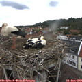 11_05-nest.jpg