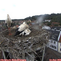 11_10-nest.jpg