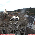 11_15-nest.jpg
