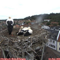 11_20-nest.jpg