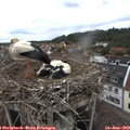 11_25-nest.jpg