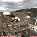 11_30-nest.jpg