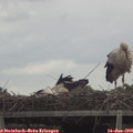 11_35-mast.jpg