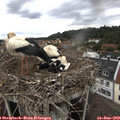 11_35-nest.jpg