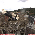 11_40-nest.jpg