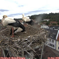 11_45-nest.jpg