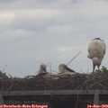 11_50-mast.jpg