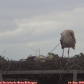 11_55-mast.jpg