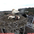 11_55-nest.jpg