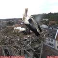 12_00-nest.jpg