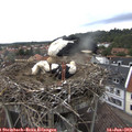 12_05-nest.jpg