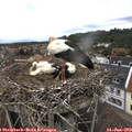 12_10-nest.jpg