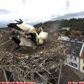 12_15-nest.jpg