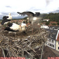12_20-nest.jpg