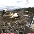 12_25-nest.jpg