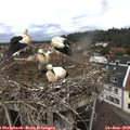 12_30-nest.jpg