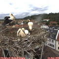 12_35-nest.jpg
