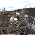 12_40-nest.jpg