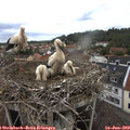 12_45-nest.jpg