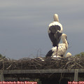 12_50-mast.jpg