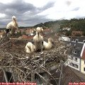 12_50-nest.jpg