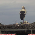 12_55-mast.jpg