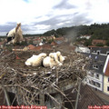 12_55-nest.jpg