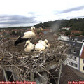 13_00-nest.jpg