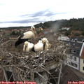 13_05-nest.jpg