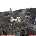 13_10-nest.jpg