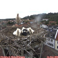 13_15-nest.jpg