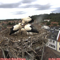 13_20-nest.jpg