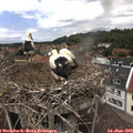 13_25-nest.jpg