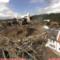 13_30-nest.jpg