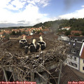 13_35-nest.jpg