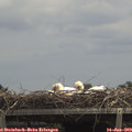 13_40-mast.jpg