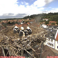 13_40-nest.jpg