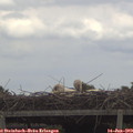 13_45-mast.jpg