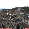 13_45-nest.jpg