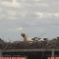 13_50-mast.jpg