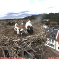 13_50-nest.jpg