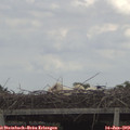 13_55-mast.jpg