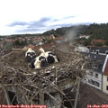 13_55-nest.jpg
