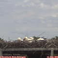 14_00-mast.jpg