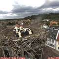 14_00-nest.jpg