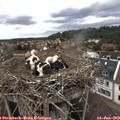 14_05-nest.jpg