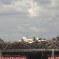 14_10-mast.jpg