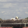 14_15-mast.jpg